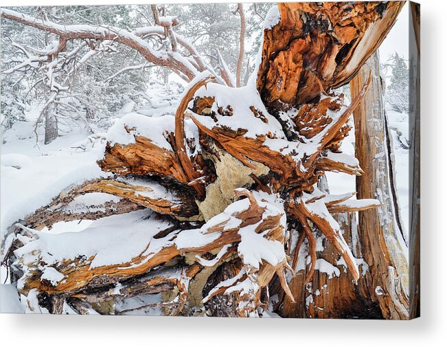 San Jacinto Mountains Acrylic Print featuring the photograph San Jacinto Fallen Tree by Kyle Hanson