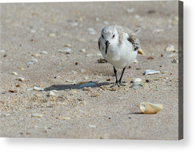 Brevard County Acrylic Print featuring the photograph Sanderling Pause From Foraging by Dawn Currie