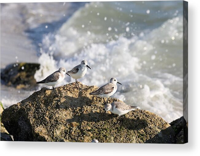 Sanderling Acrylic Print featuring the photograph Sanderlings Hanging Out on a Rock by Mingming Jiang