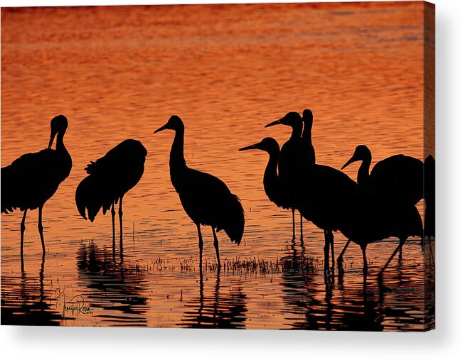 Usa Acrylic Print featuring the photograph Sandhills In Their Golden Hours by Jennifer Robin