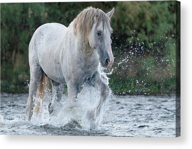Stallion Acrylic Print featuring the photograph Sarge. by Paul Martin