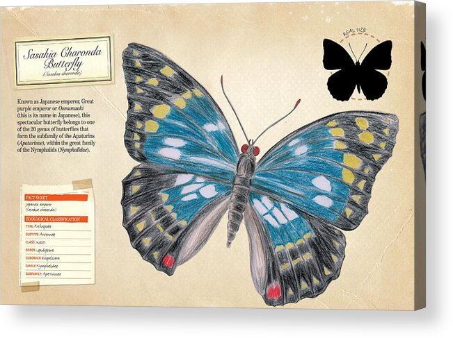 Childhood Acrylic Print featuring the digital art Sasakia Charonda Butterfly by Album