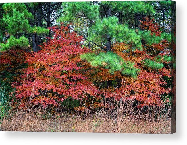 Sassafras Acrylic Print featuring the photograph Sassafras Autumn Colors at Millstream Gardens MO GRK4055_1010202 by Greg Kluempers