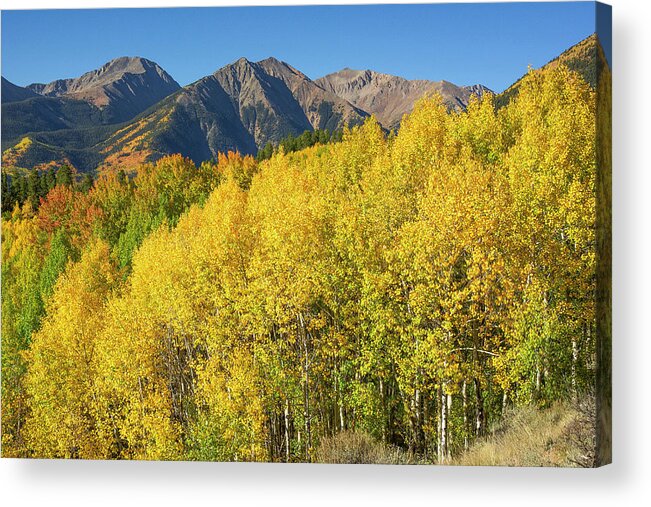 Colorado Acrylic Print featuring the photograph Sawatch Autumn Blaze by Aaron Spong