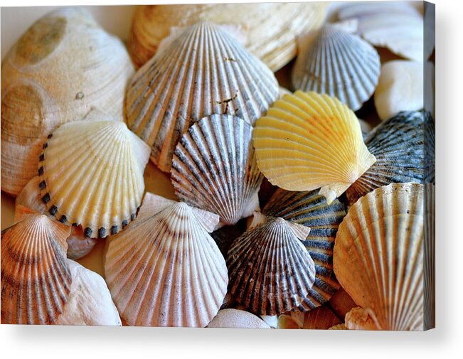 Seashells Acrylic Print featuring the photograph Scallop Seashells by Sue Morris
