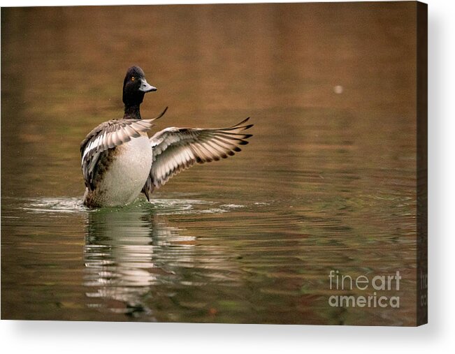 Scaup Acrylic Print featuring the photograph Scaup in the Water I by Alyssa Tumale