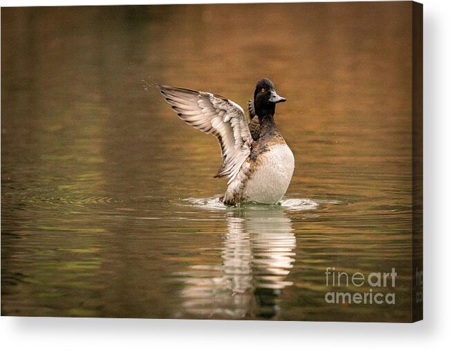 Scaup Acrylic Print featuring the photograph Scaup in the Water II by Alyssa Tumale