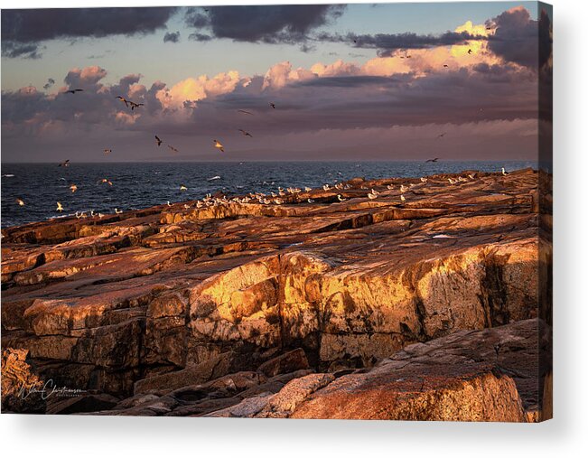 Morning Acrylic Print featuring the photograph Schoodic Point Dawn by William Christiansen