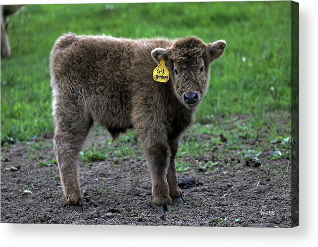 Scottish Acrylic Print featuring the photograph Wixom Farm Highland Cattle - Baby Profile by Terry Cork