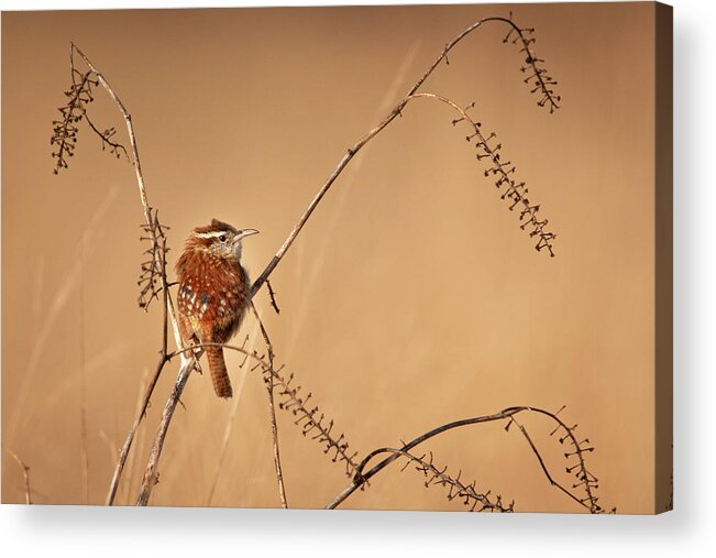 Adorable Acrylic Print featuring the photograph Scruffy Carolina Wren by Kristia Adams