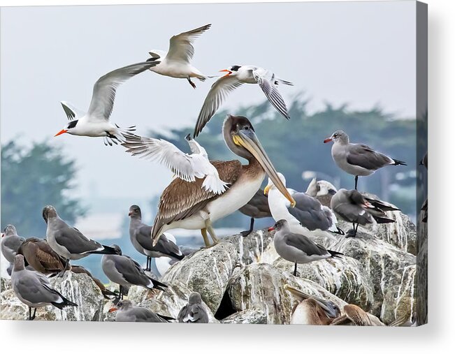  Acrylic Print featuring the photograph Sea Birds #1 by Carla Brennan