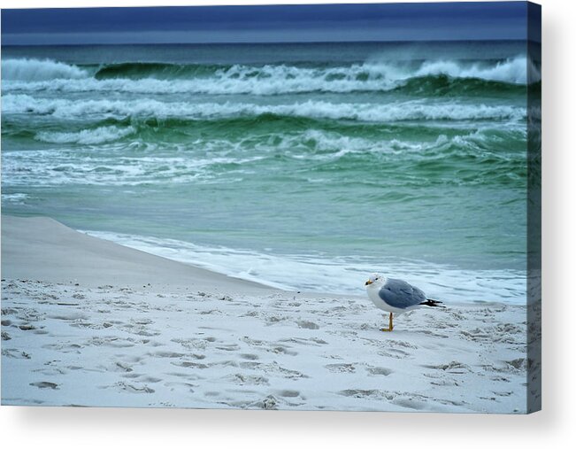 Sand Acrylic Print featuring the photograph Sea Gull by George Taylor