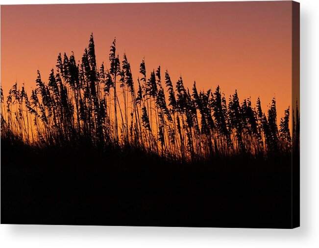 Dunes Acrylic Print featuring the photograph Sea Oats Silhouette by Liza Eckardt