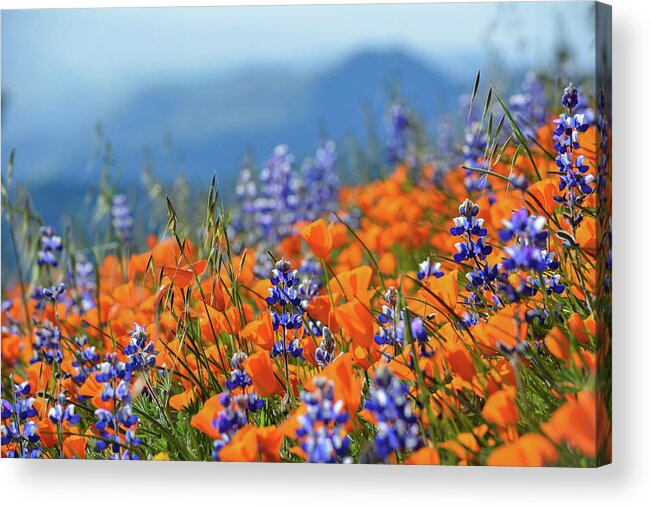 California Acrylic Print featuring the photograph Sea of California Wildflowers by Kyle Hanson