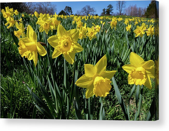 Spring Acrylic Print featuring the photograph Sea of Daffodils by Kevin Suttlehan
