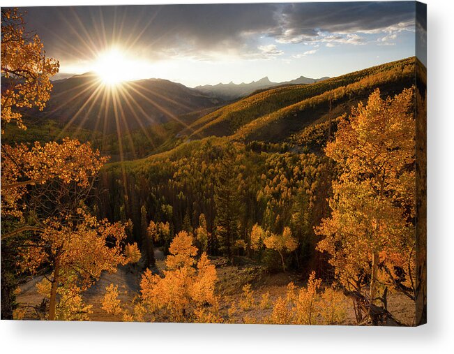 Aspen Acrylic Print featuring the photograph Sea of Gold by Aaron Spong