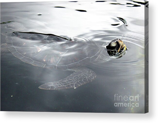Maui Acrylic Print featuring the photograph Sea Turtle by Wilko van de Kamp Fine Photo Art