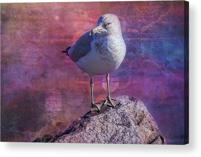 Seagull Acrylic Print featuring the photograph Seagull Portrait by Cate Franklyn