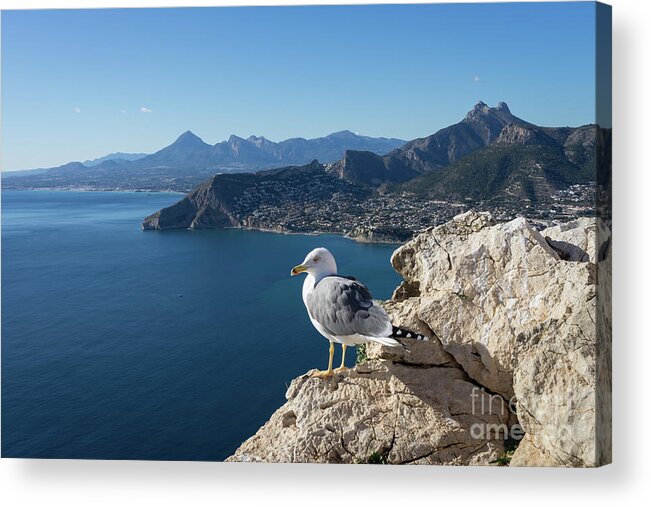 Seagull Acrylic Print featuring the photograph Seagull watches the Mediterranean Sea in Spain by Adriana Mueller