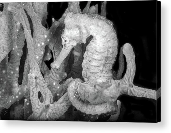 Black Acrylic Print featuring the photograph Seahorse on the Reef Black and White by Debra and Dave Vanderlaan