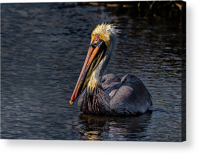 Pelican Acrylic Print featuring the photograph Searching For Food by Joe Granita