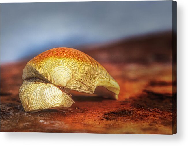 Seashell Acrylic Print featuring the photograph Seashell, Ocean And Rust by Susan Candelario