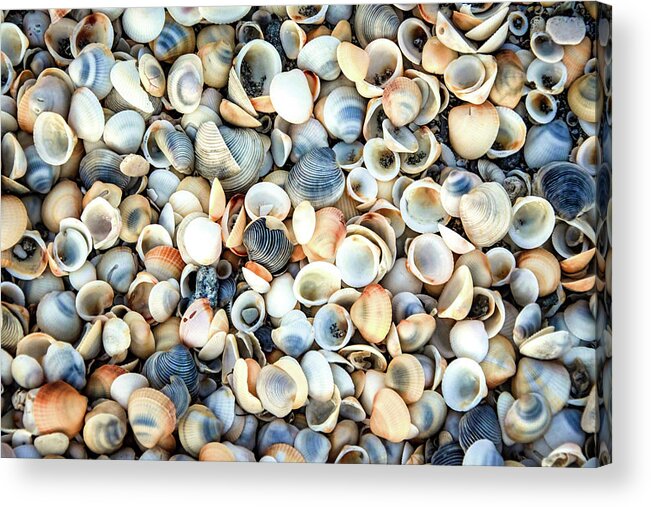 Seashells Acrylic Print featuring the photograph Seashells On The Seashore by Rebecca Herranen