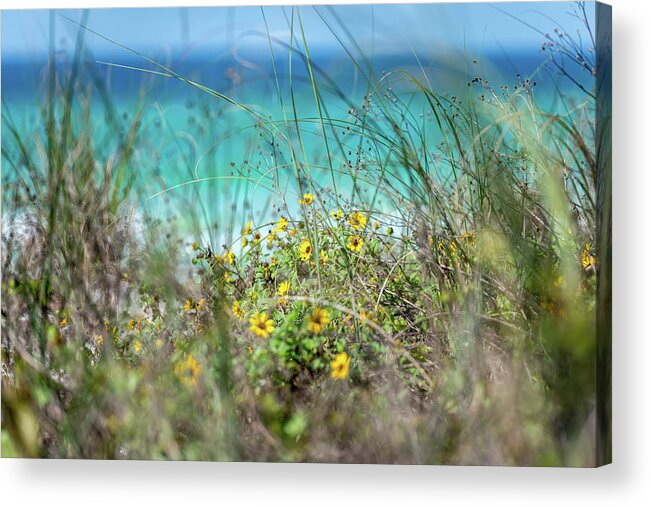 Sowal Acrylic Print featuring the photograph Seaside Wildflowers by Kurt Lischka