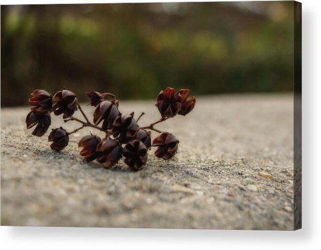 Seeds Acrylic Print featuring the photograph Seed Pods by Karen Harrison Brown