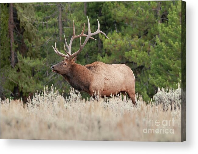 Animals Acrylic Print featuring the photograph Seeking A Mate by Sandra Bronstein
