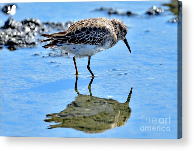 Semipalmated Sandpiper Acrylic Print featuring the photograph Semipalmated sandpiper by Amazing Action Photo Video