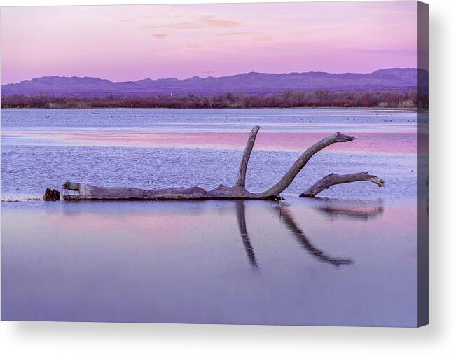 Briot Workshop Acrylic Print featuring the photograph September 2020 Bosque del Apache Fallen Tree at Sunset by Alain Zarinelli