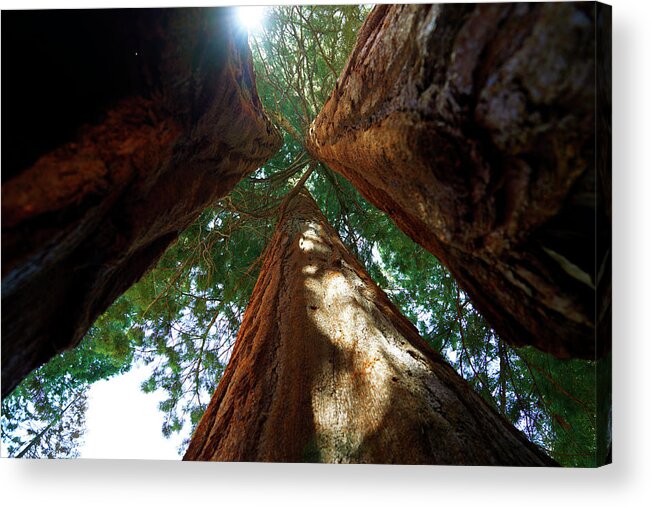 Sequoia National Forest Acrylic Print featuring the photograph Sequoia Forest by Rick Wilking
