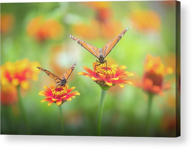 Butterflies Flowers Garden Summer Acrylic Print featuring the photograph Serendipity by Kim Carpentier