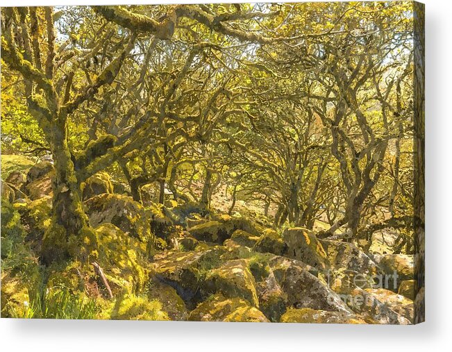 Wistmans Wood Acrylic Print featuring the photograph Sessile oaks and moss in Wistman's Wood by Andrew Michael
