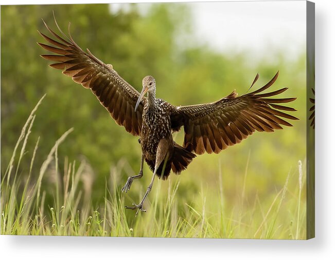 Limpkin Acrylic Print featuring the photograph Setting Down by RD Allen