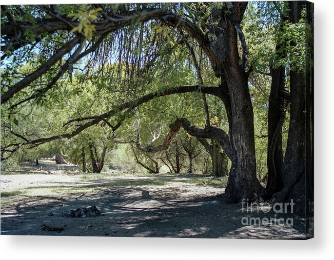 Arizona Acrylic Print featuring the photograph Shade by Kathy McClure