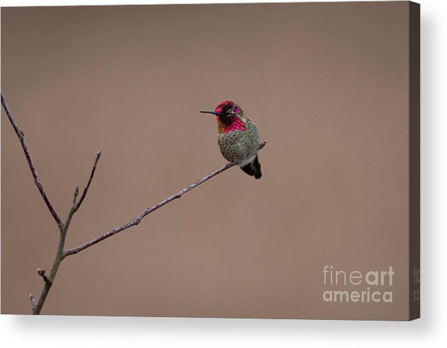 Anna's Hummingbird Acrylic Print featuring the photograph Shades of Anna's Hummingbird by Nancy Gleason
