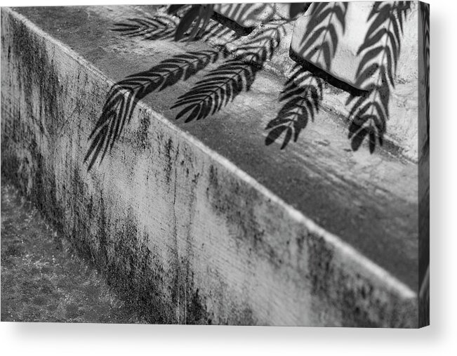 Shadow Leaves Acrylic Print featuring the photograph Shadow Leaves by Prakash Ghai