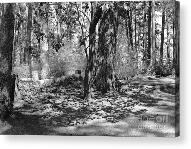 Shadow Acrylic Print featuring the photograph Shadow of Leaves by Kimberly Furey
