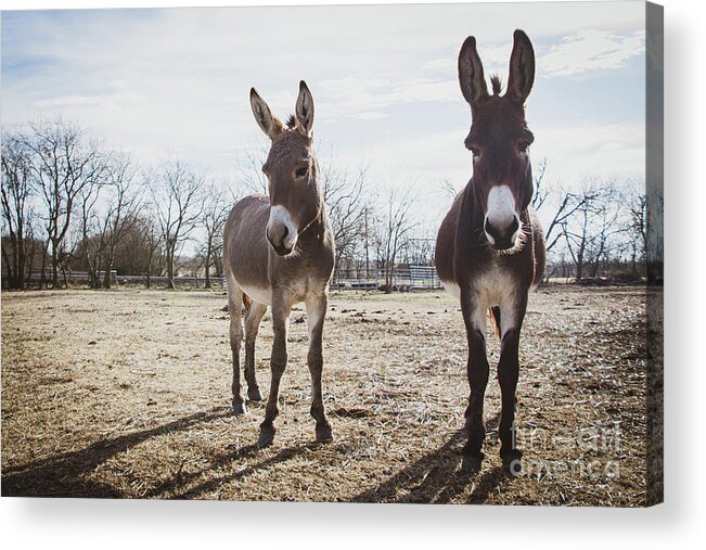 Donkey Acrylic Print featuring the photograph Shady Characters by Cheryl McClure