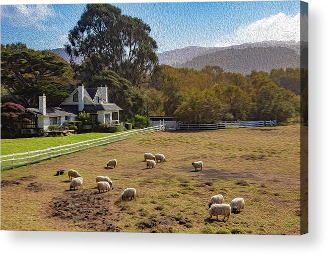 Digital Paintings Acrylic Print featuring the photograph Sheep at Mission Ranch by Robert Carter
