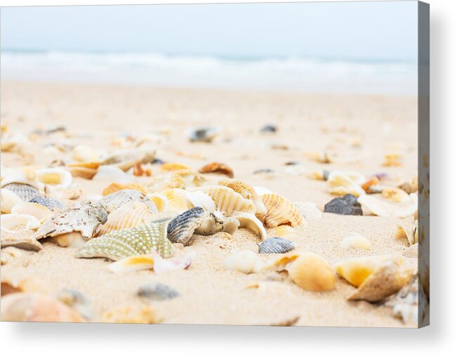 Animal Shell Acrylic Print featuring the photograph Shells, Sand & Surf by Lianne B Loach