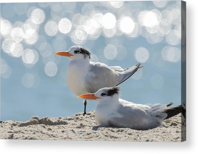 Royal Tern Acrylic Print featuring the photograph Shimmering Observations by RD Allen