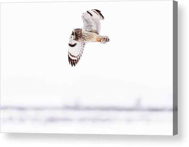 Canada Acrylic Print featuring the photograph Short-eared owl in winter flight 01 by Murray Rudd