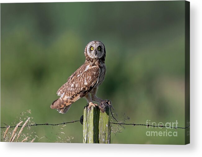 Short-eared Owl Acrylic Print featuring the photograph Short-Eared Owl with Mouse by Arterra Picture Library