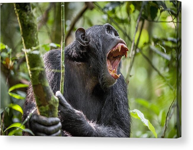 Tropical Rainforest Acrylic Print featuring the photograph Shouting Angry Chimpanzee. by Uso