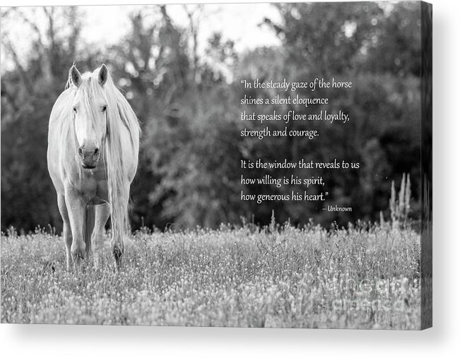 White Horse Acrylic Print featuring the photograph Silent Eloquence by Holly Ross
