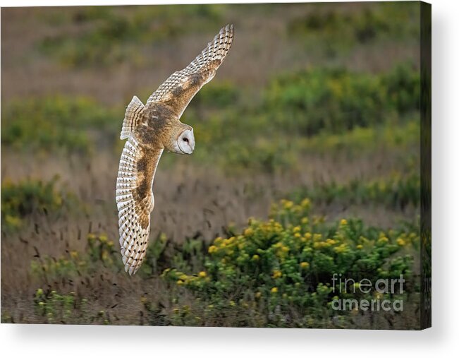 Animal Acrylic Print featuring the photograph Silent Hunter by Alice Cahill