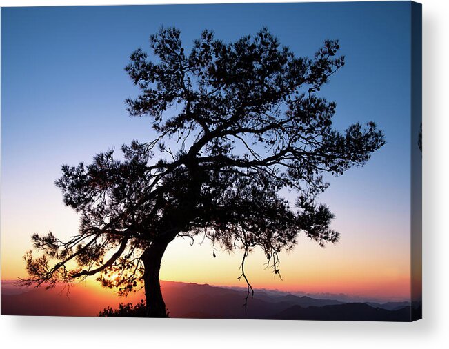 Cyprus Acrylic Print featuring the photograph Silhouette of a forest pine tree during blue hour with bright sun at sunset. by Michalakis Ppalis